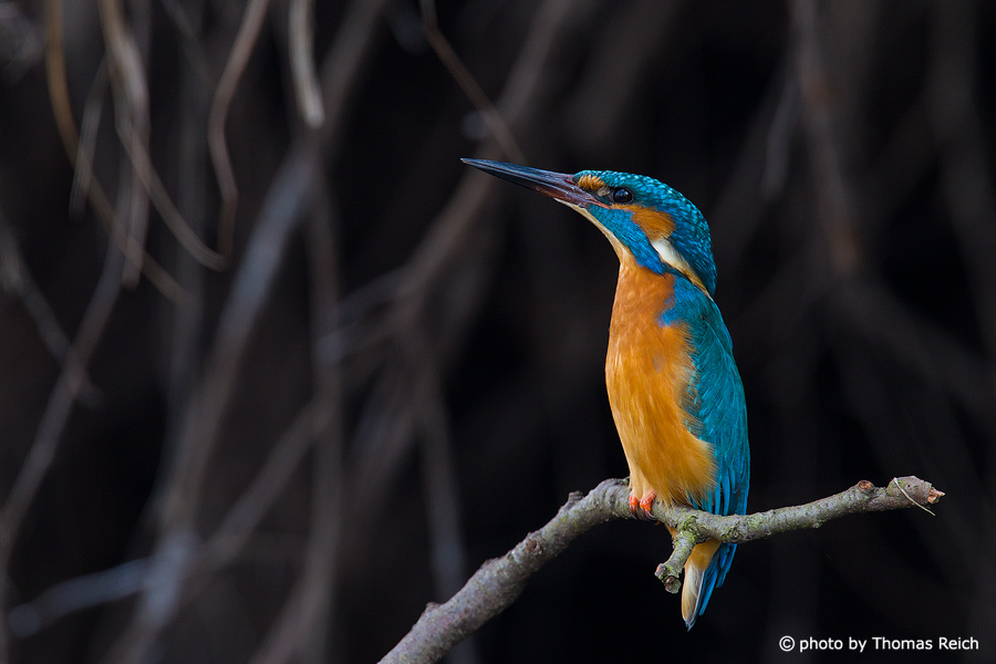 Alarmed male Common Kingfisher