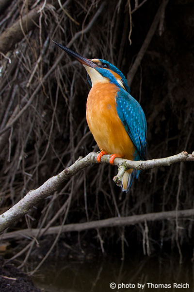 River Kingfisher bird sitting on fallen tree