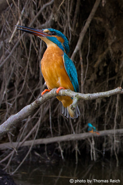 Common Kingfisher bird at nesting site