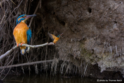 Couple of Common Kingfisher at the breeding cave