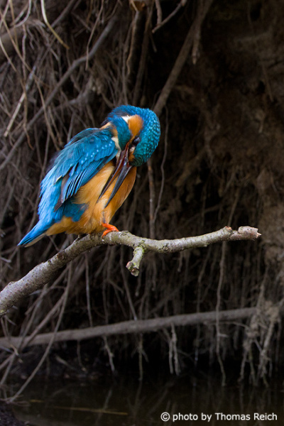 Kingfisher bird plumage care