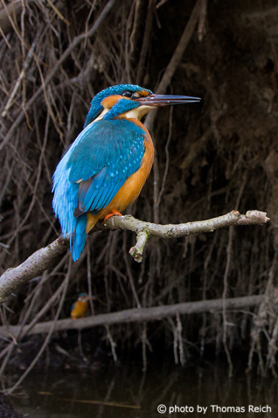 Common Kingfisher sits in front of the cave