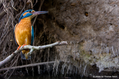 Common Kingfisher in front of breeding cave