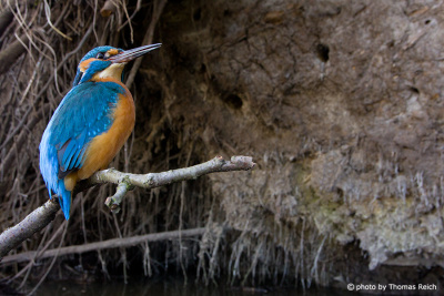 Common Kingfisher at a vertical bank