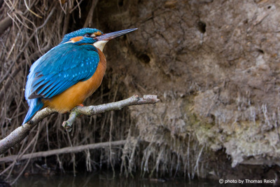 River Kingfisher at breeding cave