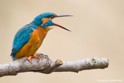 Common Kingfisher vomit a pellet