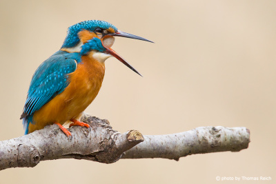 Common Kingfisher coughing up a pellet