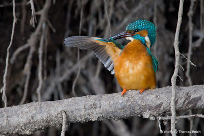 Common Kingfisher cleans a wing