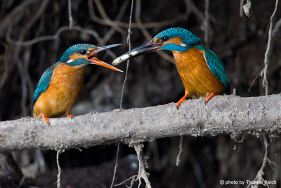 Common Kingfisher male giving a bridal gift to female