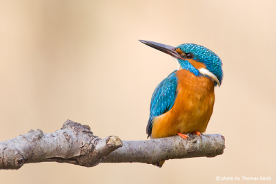 Common Kingfisher is looking up