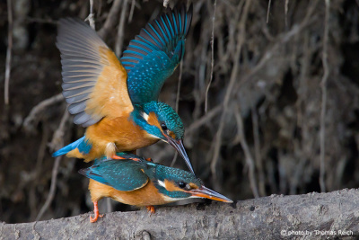 Common Kingfisher mating in spring