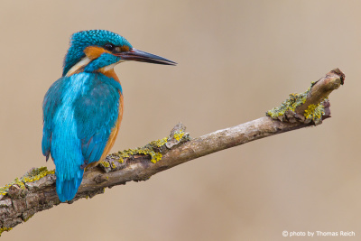 Blue feathers of Common Kingfisher