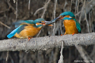 Common Kingfisher ritual feeding