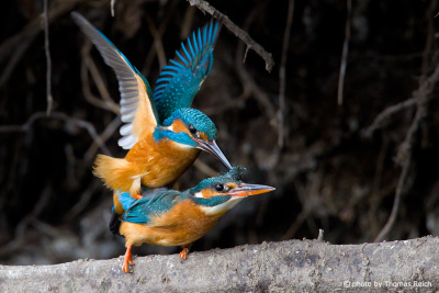 Common Kingfisher reproduction