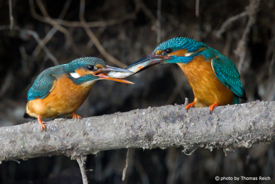 Common Kingfisher courtship ritual