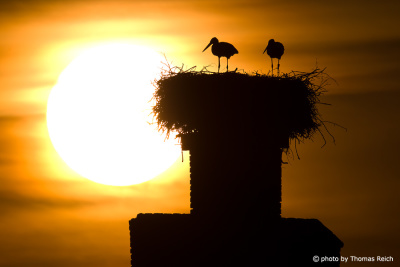White Storks standing in nest