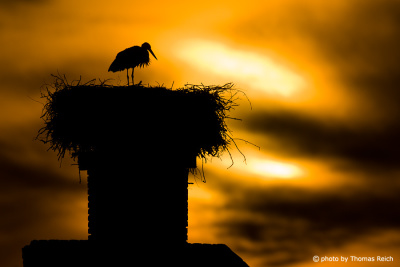 White Stork in the evening light