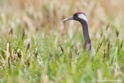 Head of Common Crane in the reeds