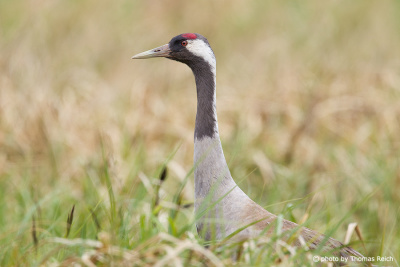 Grey Common Crane in the reeds