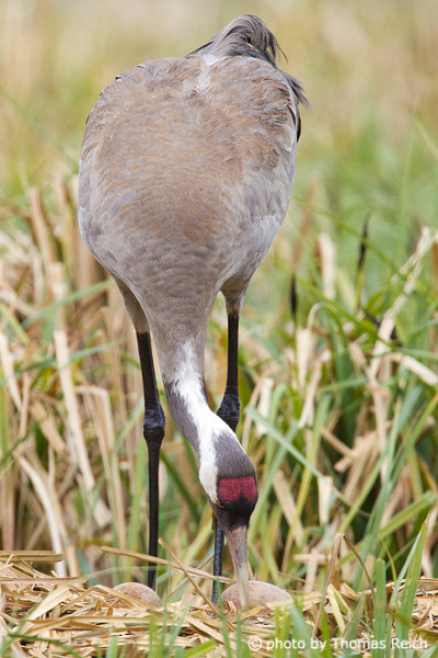 Common Crane on the nest with two eggs