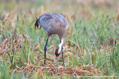 Crane bird with egg in nest
