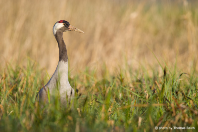 Common Crane nesting site in the reeds