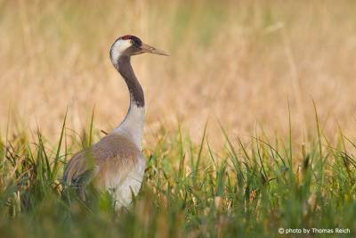 Common Crane in the golden reed