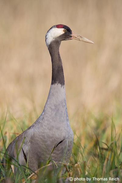 Standing Common Crane side view