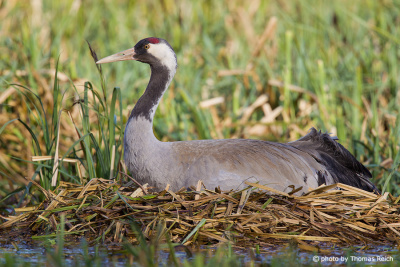 Common Crane breeding place