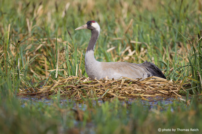 Crane nest in the reeds