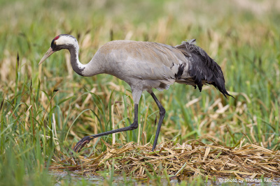 Eurasian crane at the nest