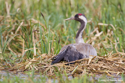 Common Crane is breeding in spring