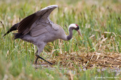 Common Crane hatchery