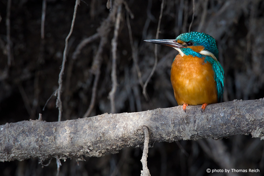 Common Kingfisher sits at root plate