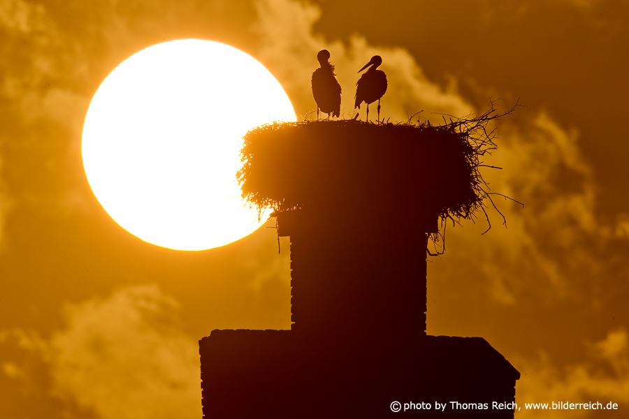 Storchs Sunset