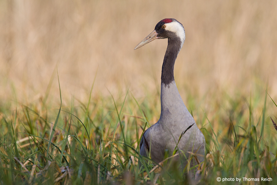 Common Crane in the reeds