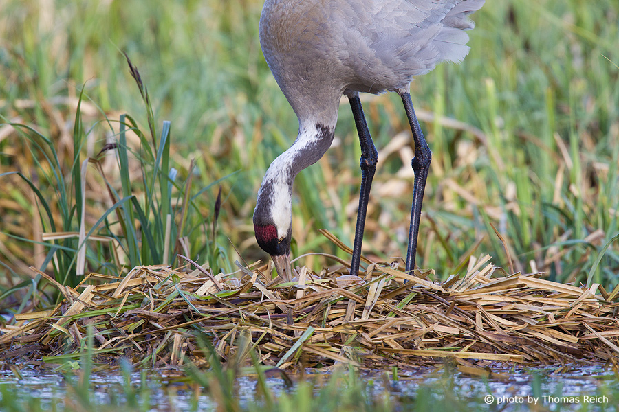 Common Crane turns eggs in nest
