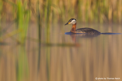 Red-necked Grebe swimming in front of reeds