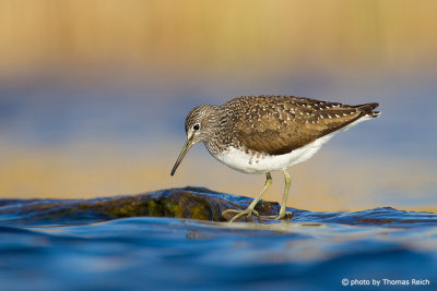 Green Sandpiper stands on tree branch