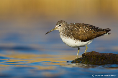 Green Sandpiper looking for food