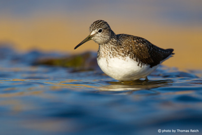 Green Sandpiper stands in shallow water