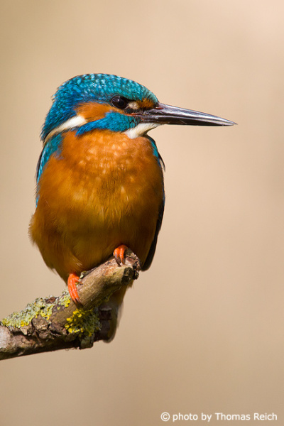 Adult River Kingfisher bird
