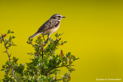 Adult male Whinchat bird