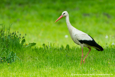 White Stork height and weight