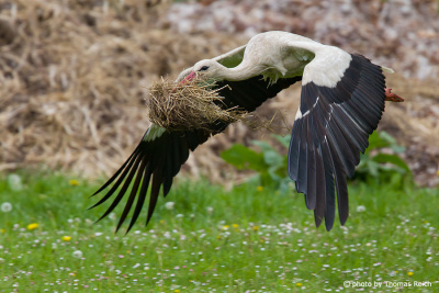 Flying White Stork with nesting material in beak