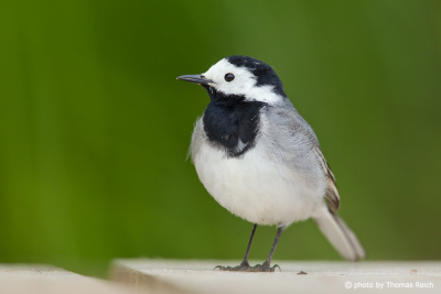 White Wagtail appearance