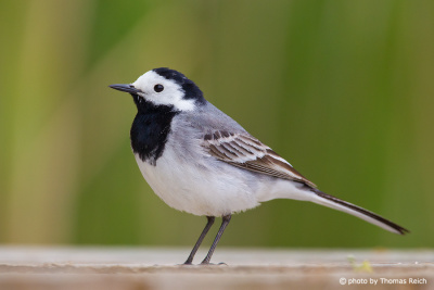 White Wagtail close up