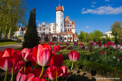Basedow Castle with tulips in spring