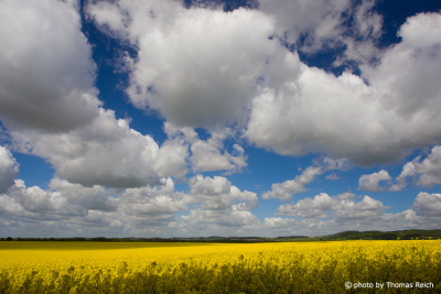 Rapeseed field and clouds