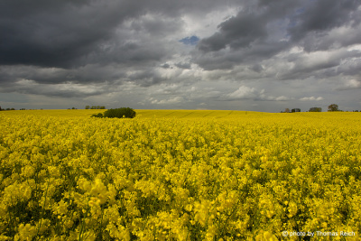 Rapeseed field with thunderstorm sky